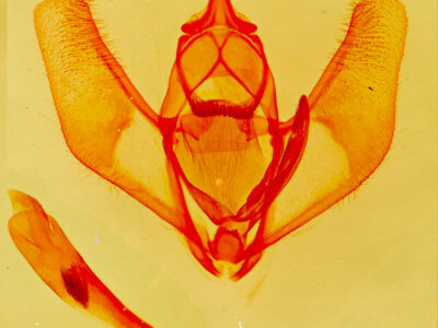 genitalia view of adult Lambdina  flavilinearia