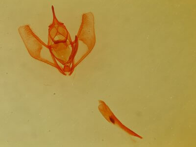 slide view of adult Lambdina  flavilinearia