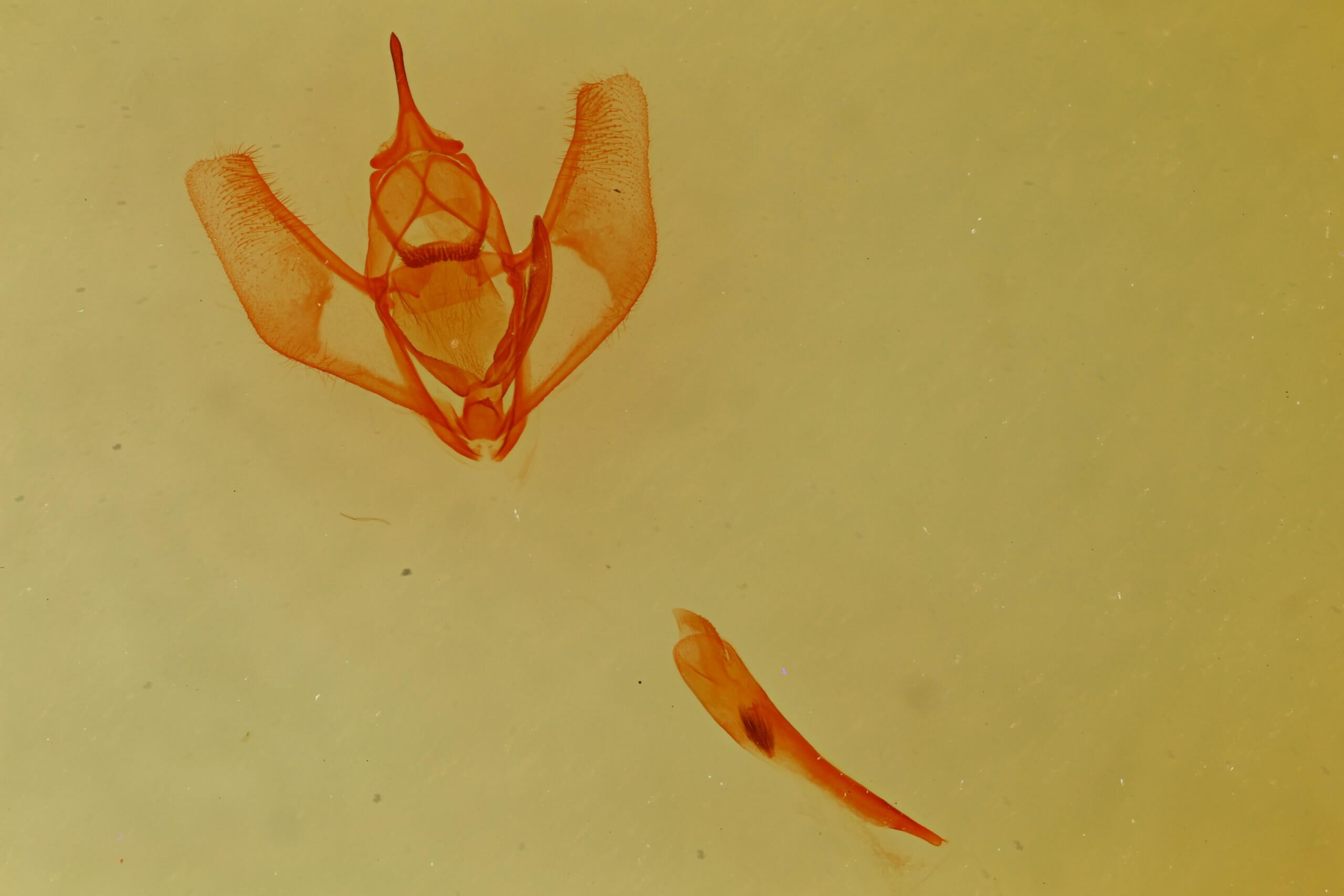 slide view of adult Lambdina  flavilinearia