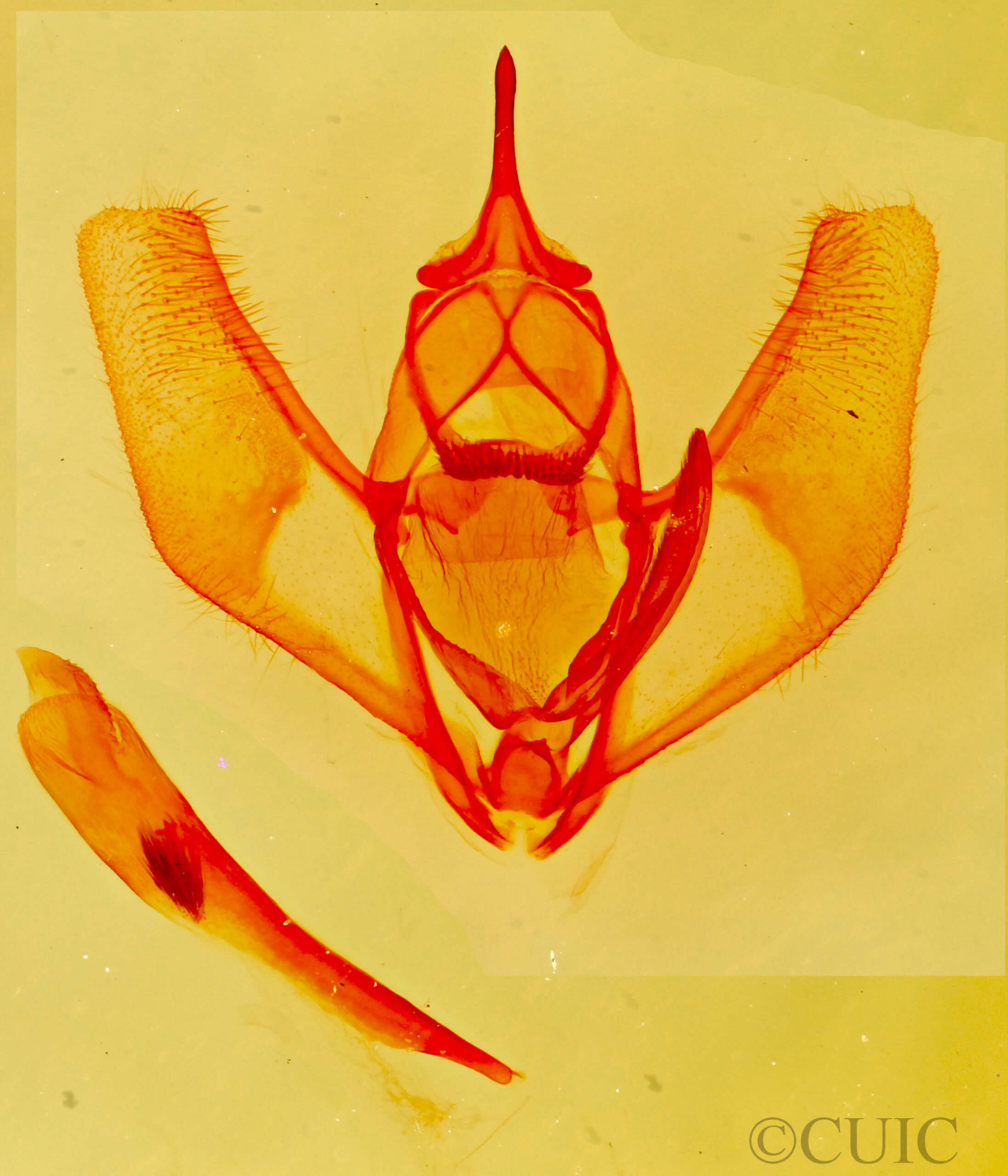 genitalia view of adult Lambdina  flavilinearia