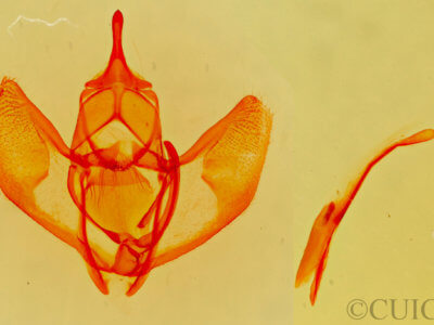 genitalia view of adult Lambdina  laeta