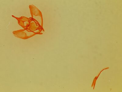 slide view of adult Lambdina  laeta