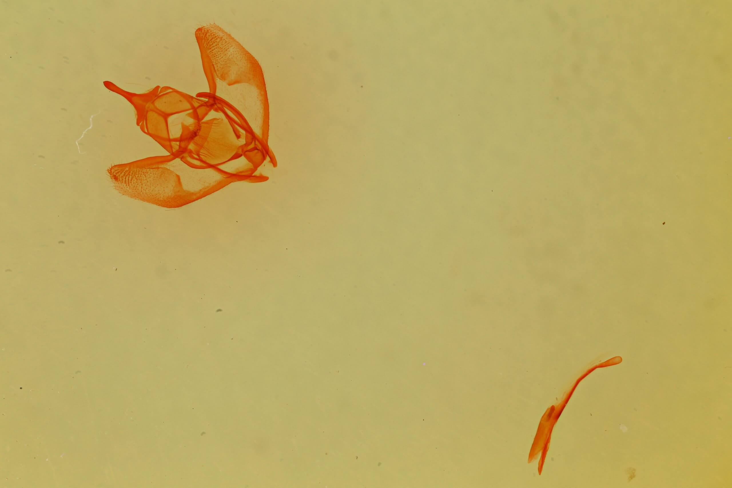 slide view of adult Lambdina  laeta