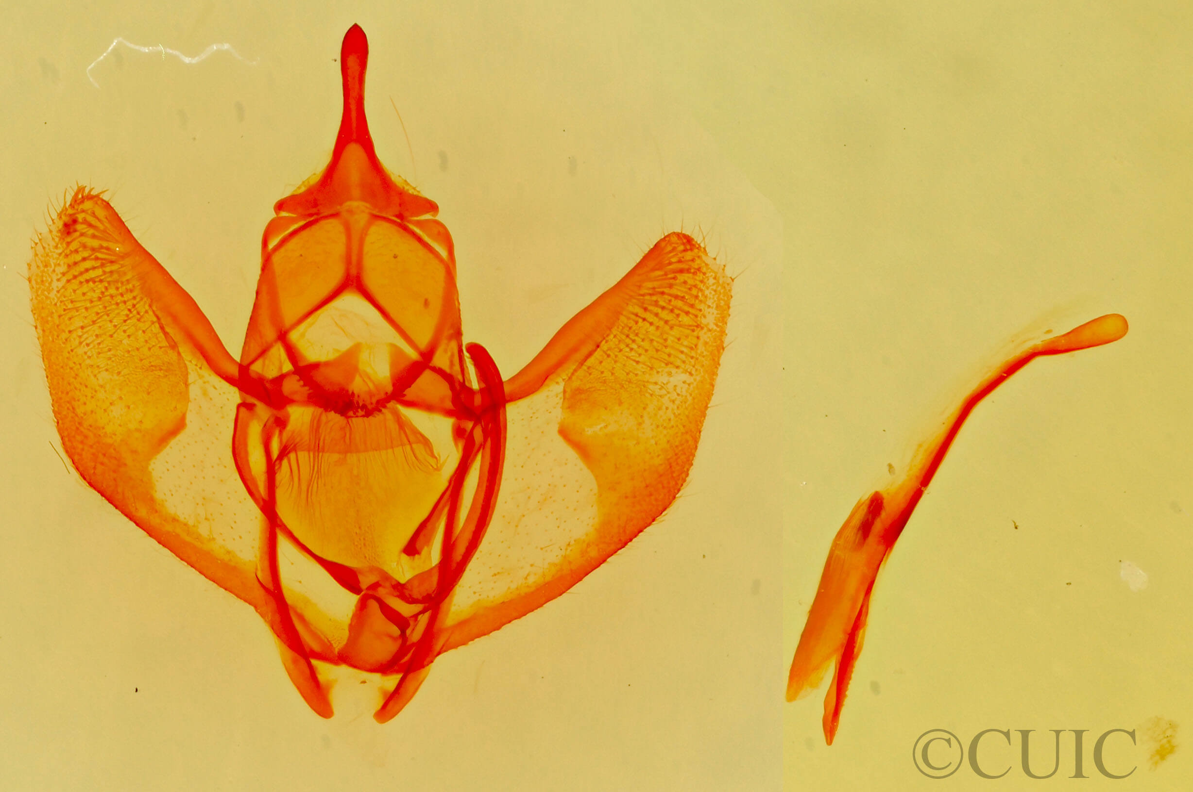 genitalia view of adult Lambdina  laeta