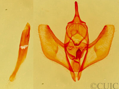 genitalia view of adult Lambdina  phantoma 