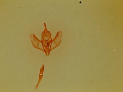 slide view of adult Lambdina  phantoma 
