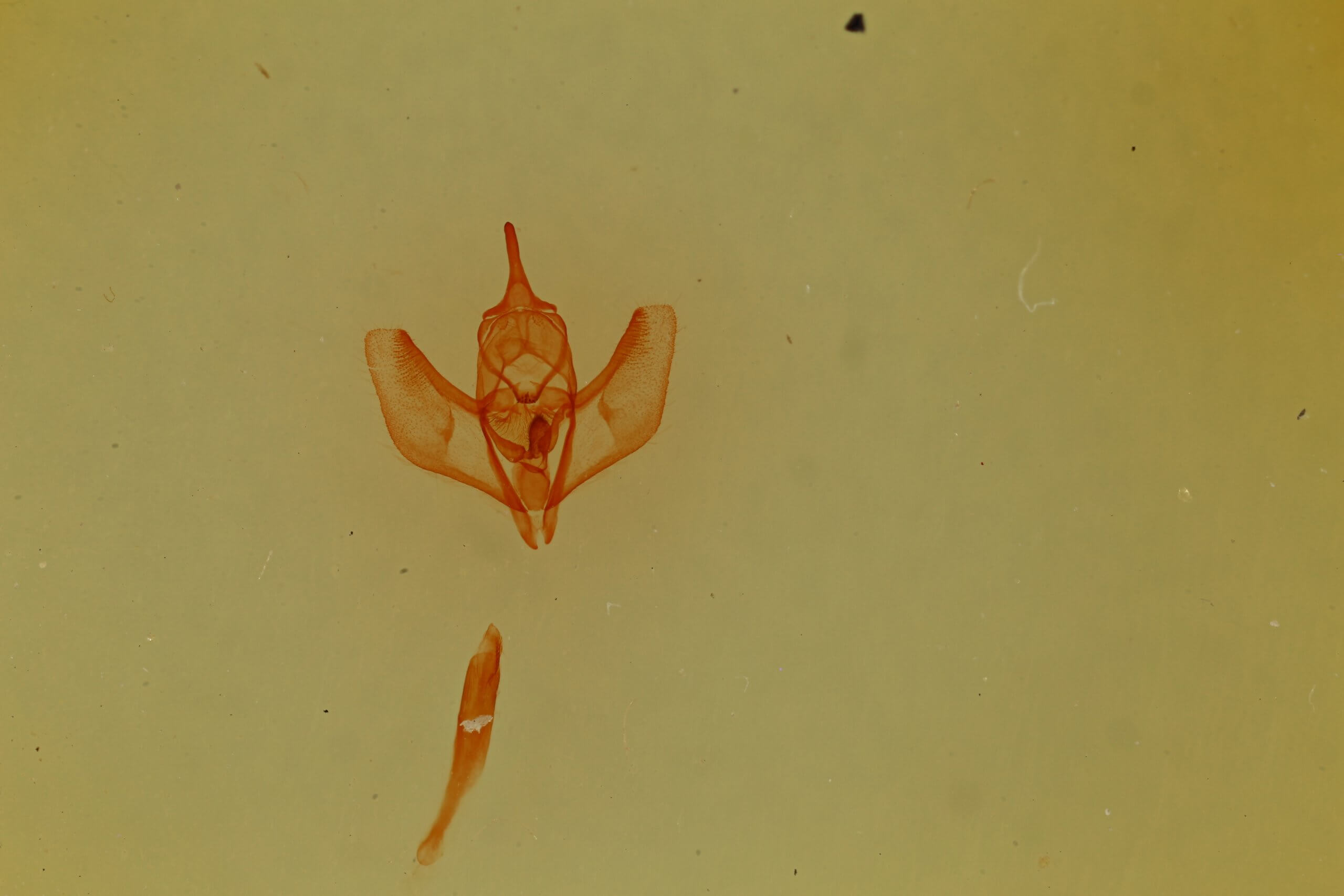 slide view of adult Lambdina  phantoma 