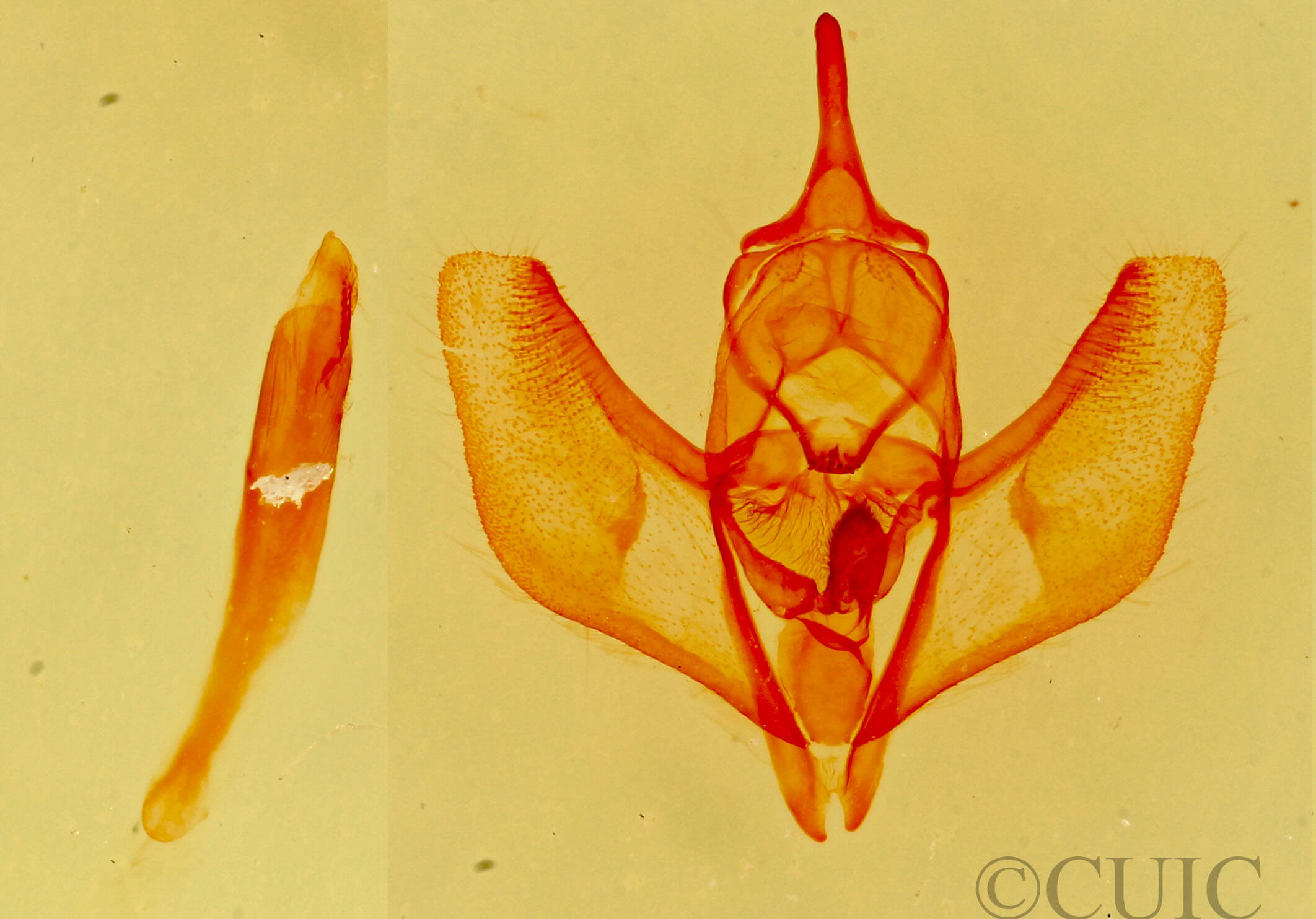 genitalia view of adult Lambdina  phantoma 