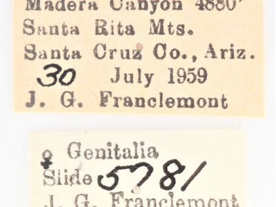 label view of Lanassa  coloradensis