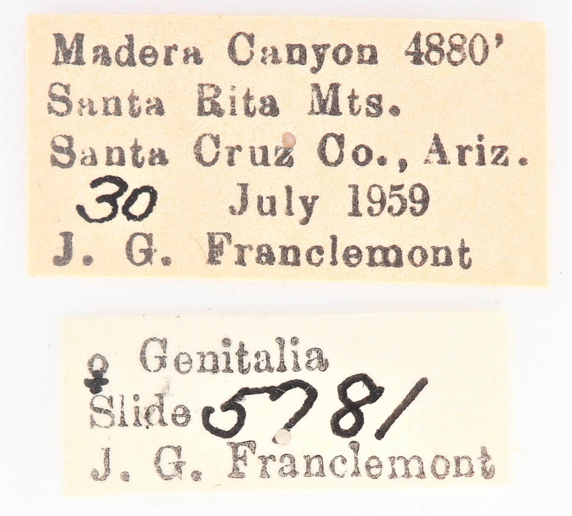 label view of Lanassa  coloradensis