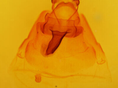 genitalia view of Lanassa  coloradensis