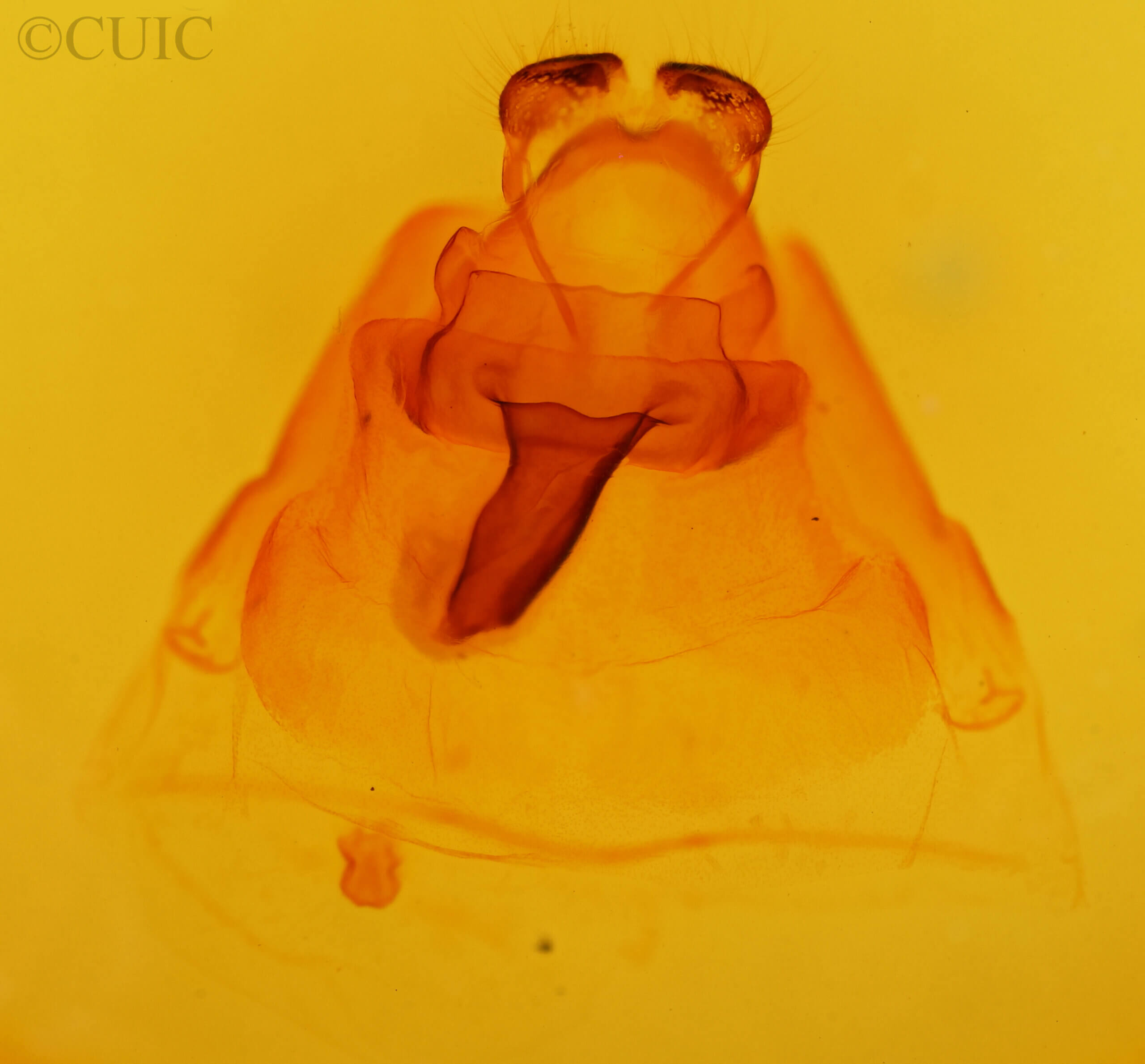 genitalia view of Lanassa  coloradensis