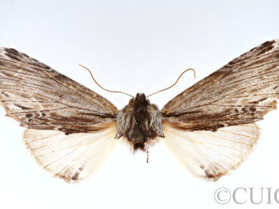 adult Lanassa  coloradensis