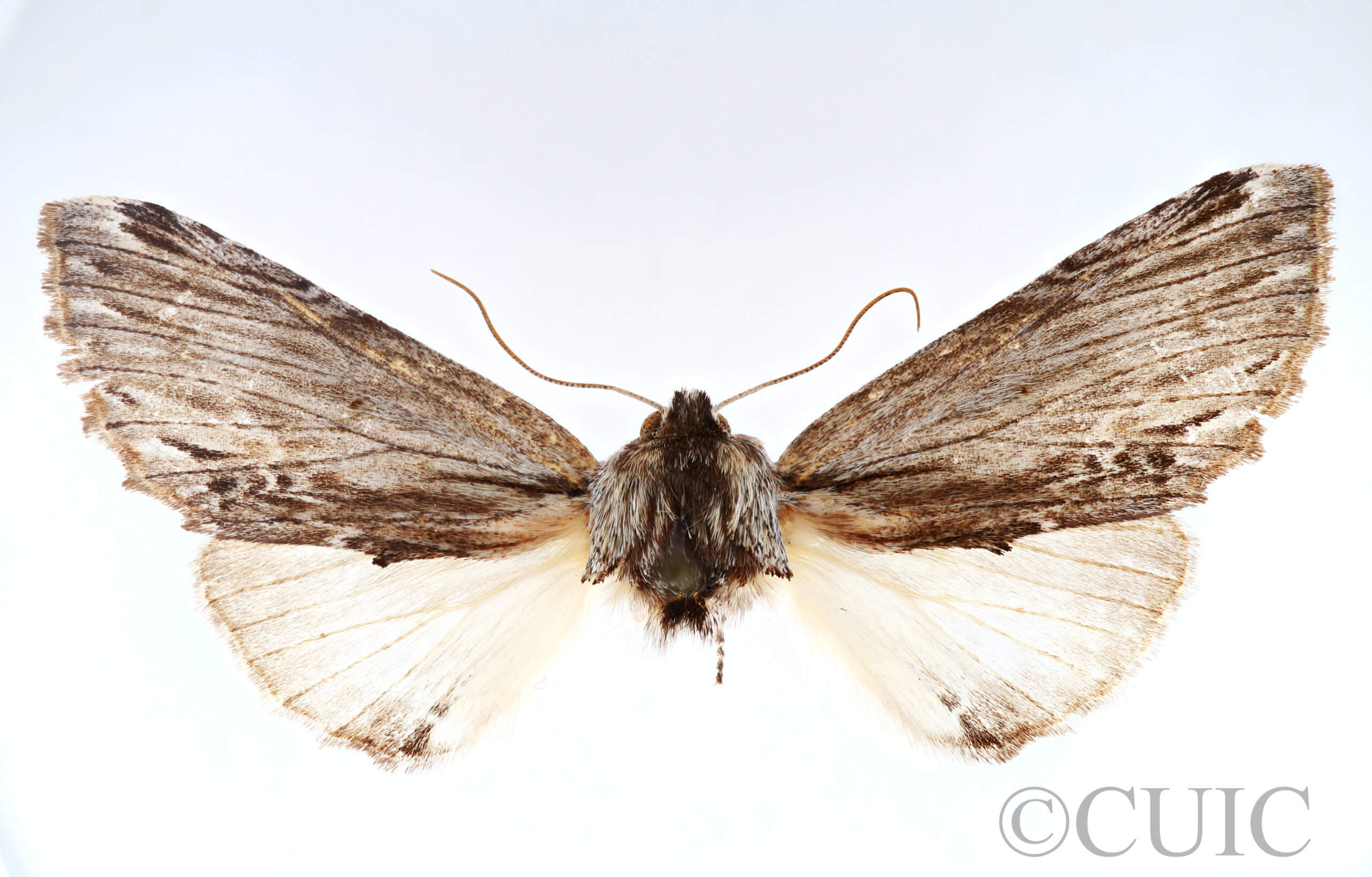 adult Lanassa  coloradensis