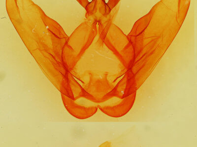 genitalia view of adult Ianassa perangulata