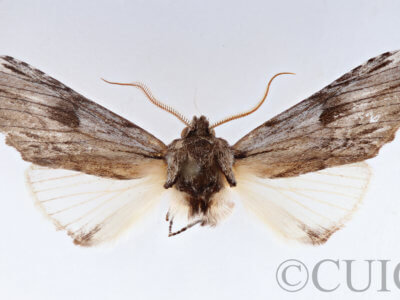 adult Ianassa perangulata