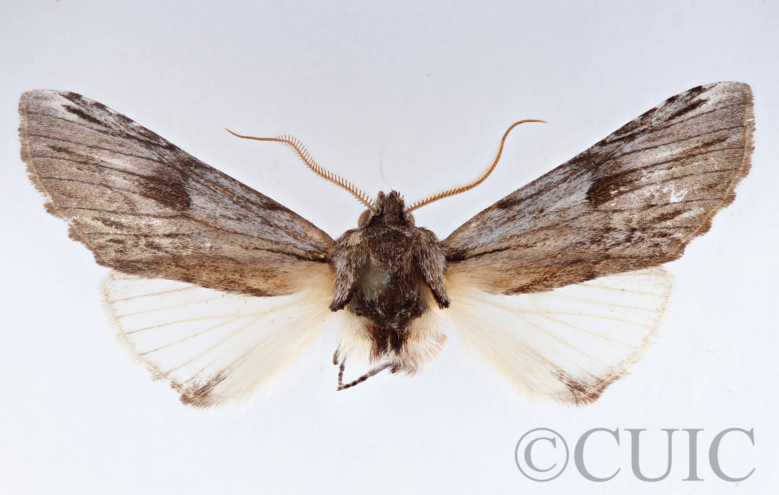 adult Ianassa perangulata