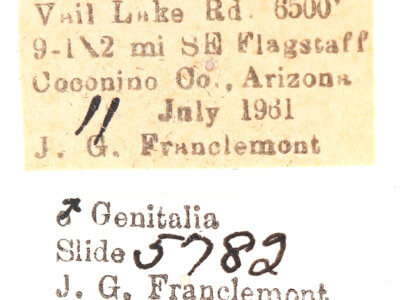 label view of adult Ianassa perangulata