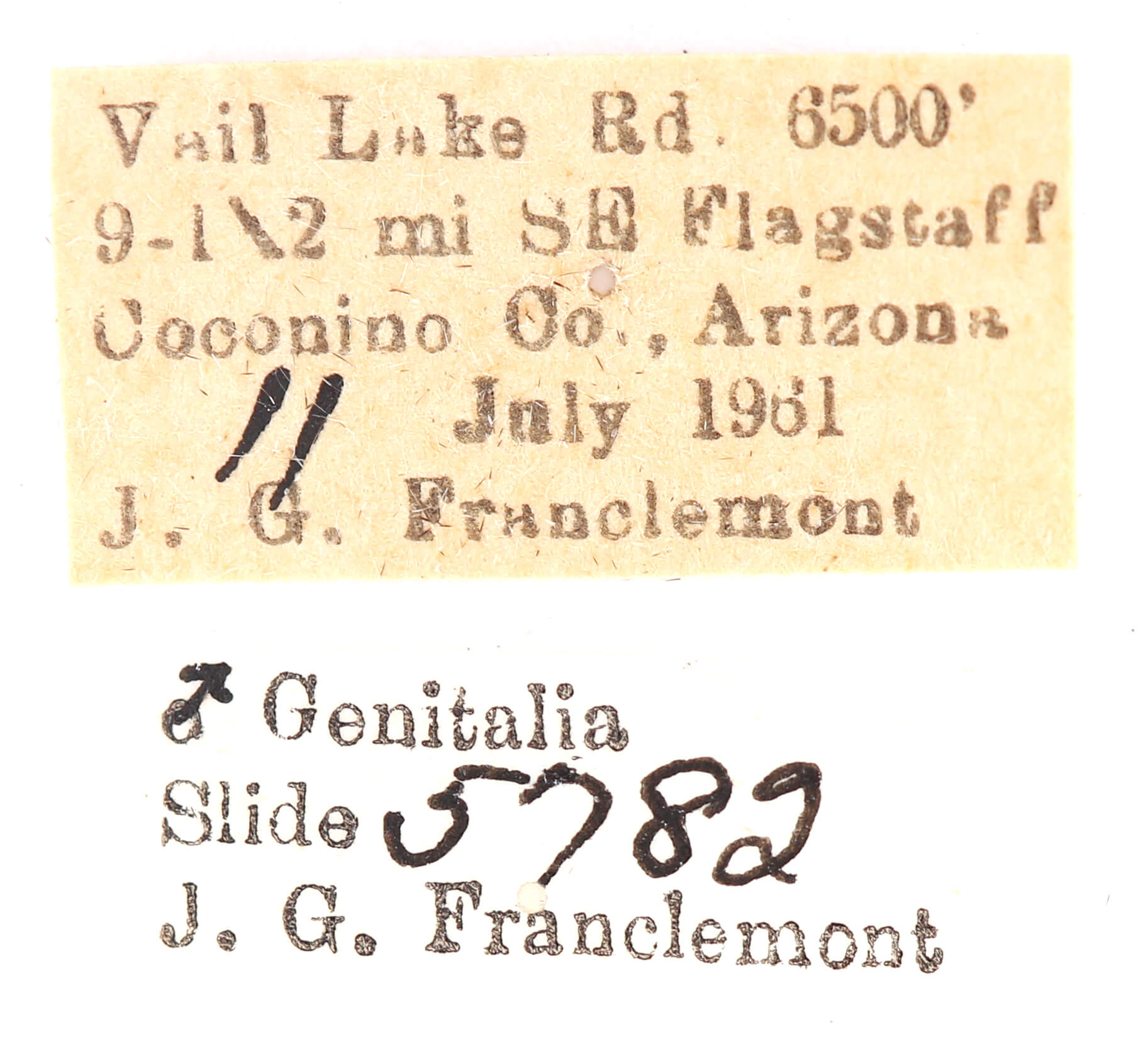 label view of adult Ianassa perangulata