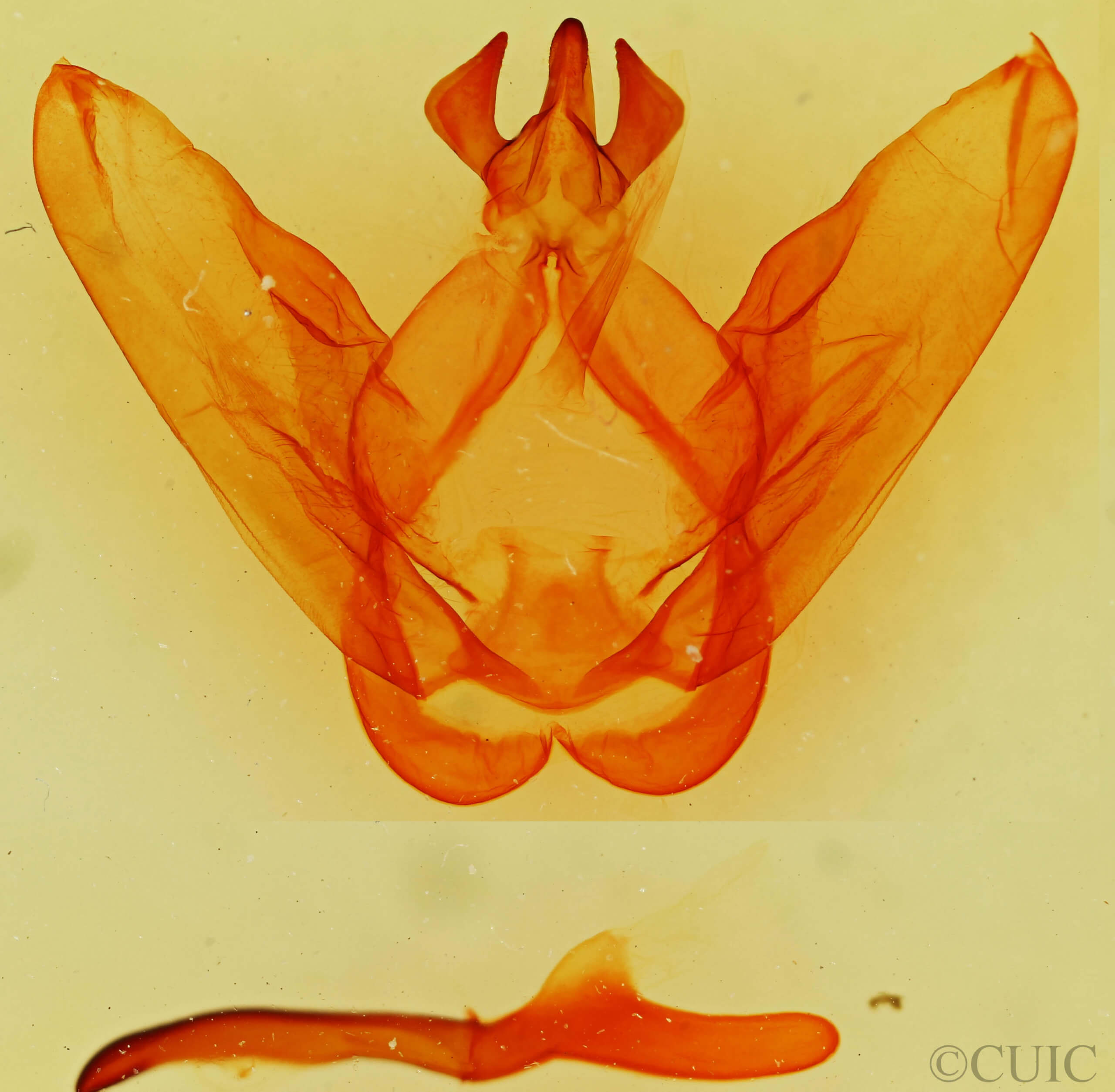 genitalia view of adult Ianassa perangulata