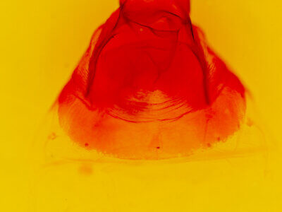 genitalia view of adult Oligocentria  perangulata