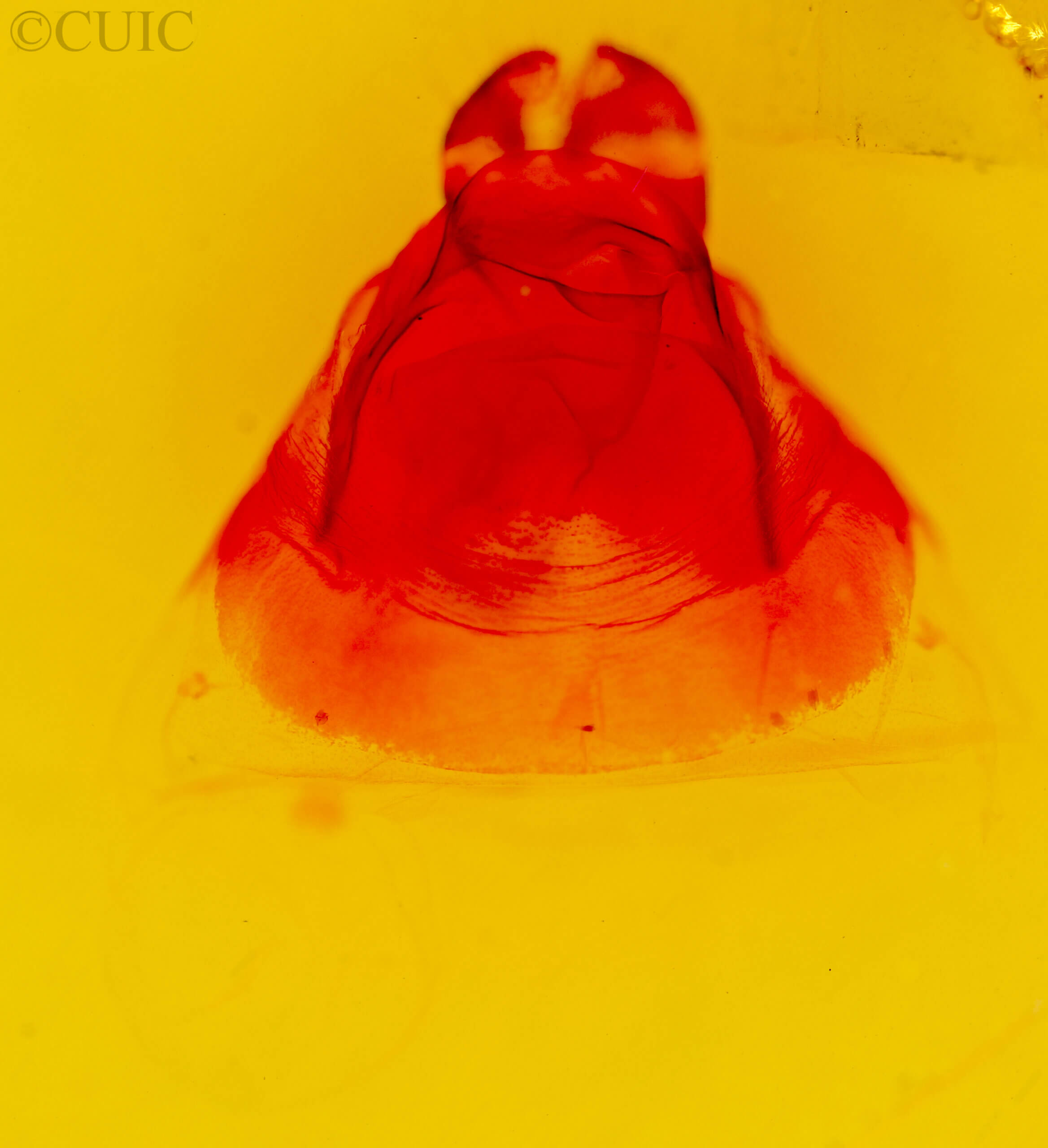 genitalia view of adult Oligocentria  perangulata