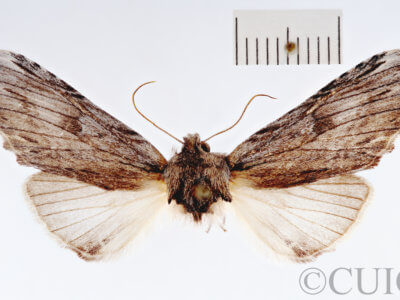 adult Oligocentria  perangulata