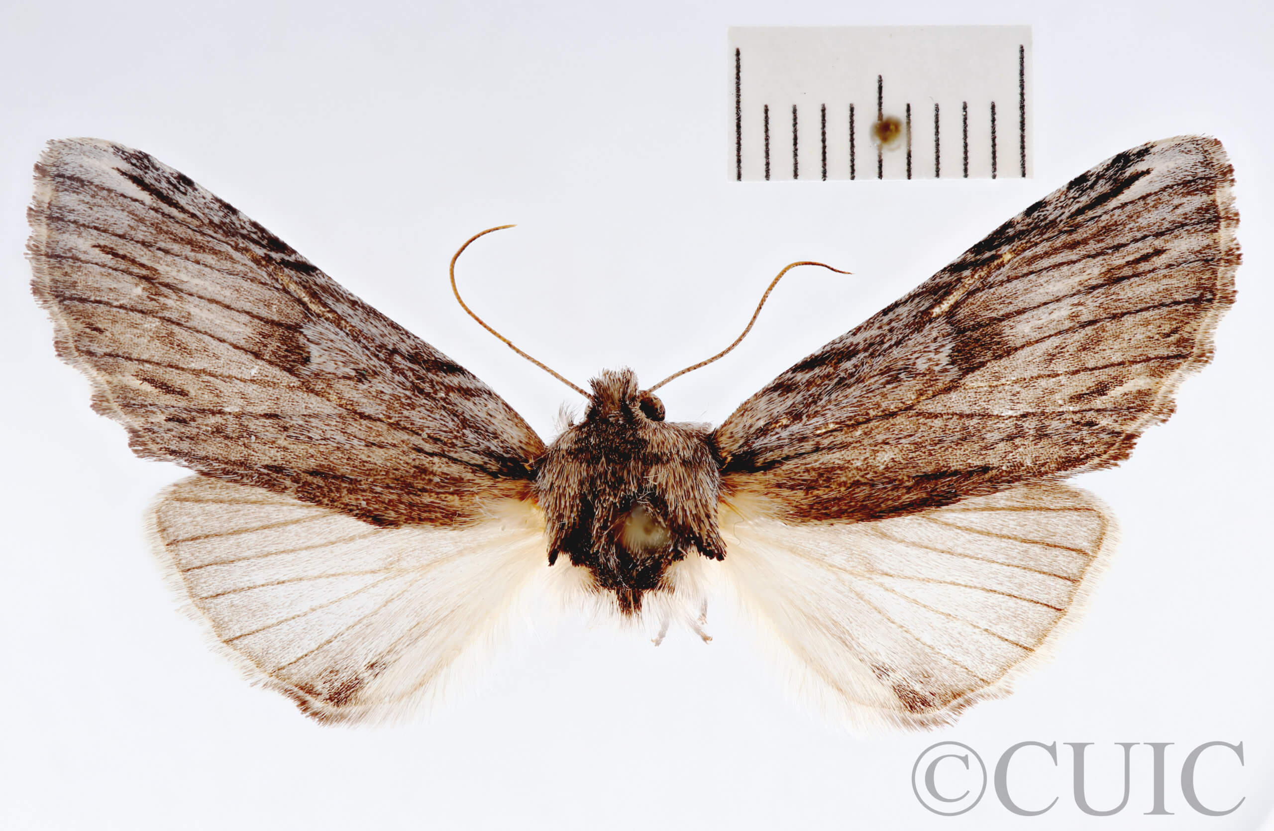 adult Oligocentria  perangulata