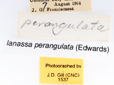 label view of adult Oligocentria  perangulata