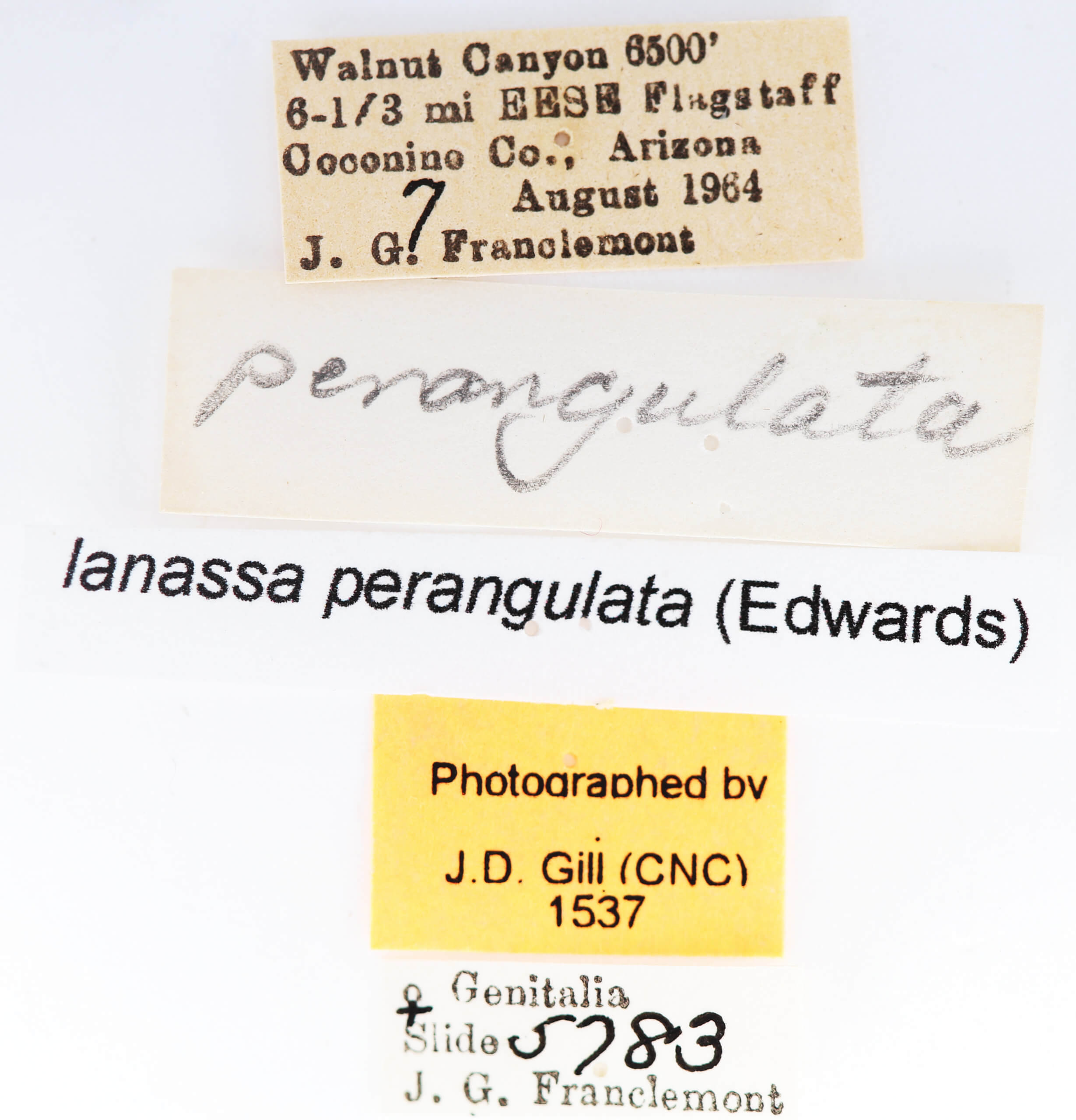 label view of adult Oligocentria  perangulata