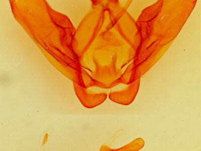 genitalia view of adult Ianassa perangulata