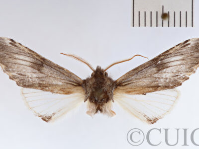 adult Ianassa perangulata