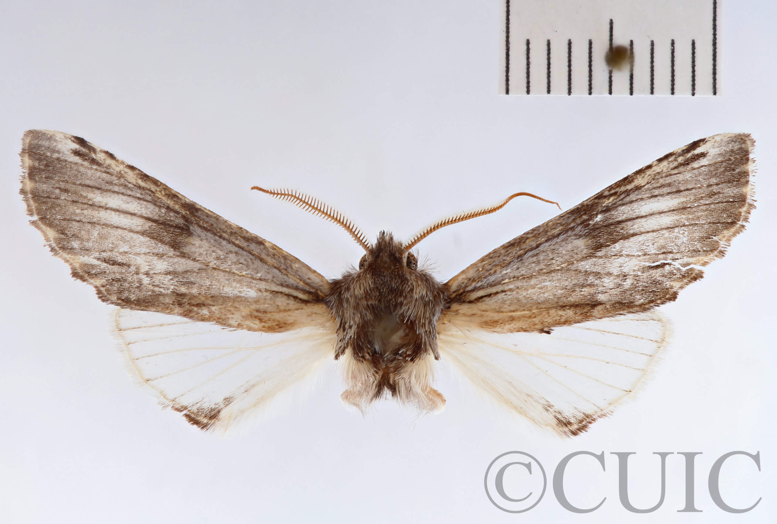 adult Ianassa perangulata