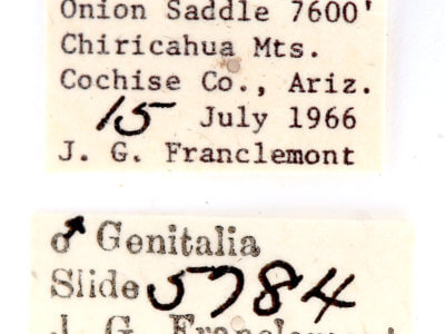 label view of adult Ianassa perangulata