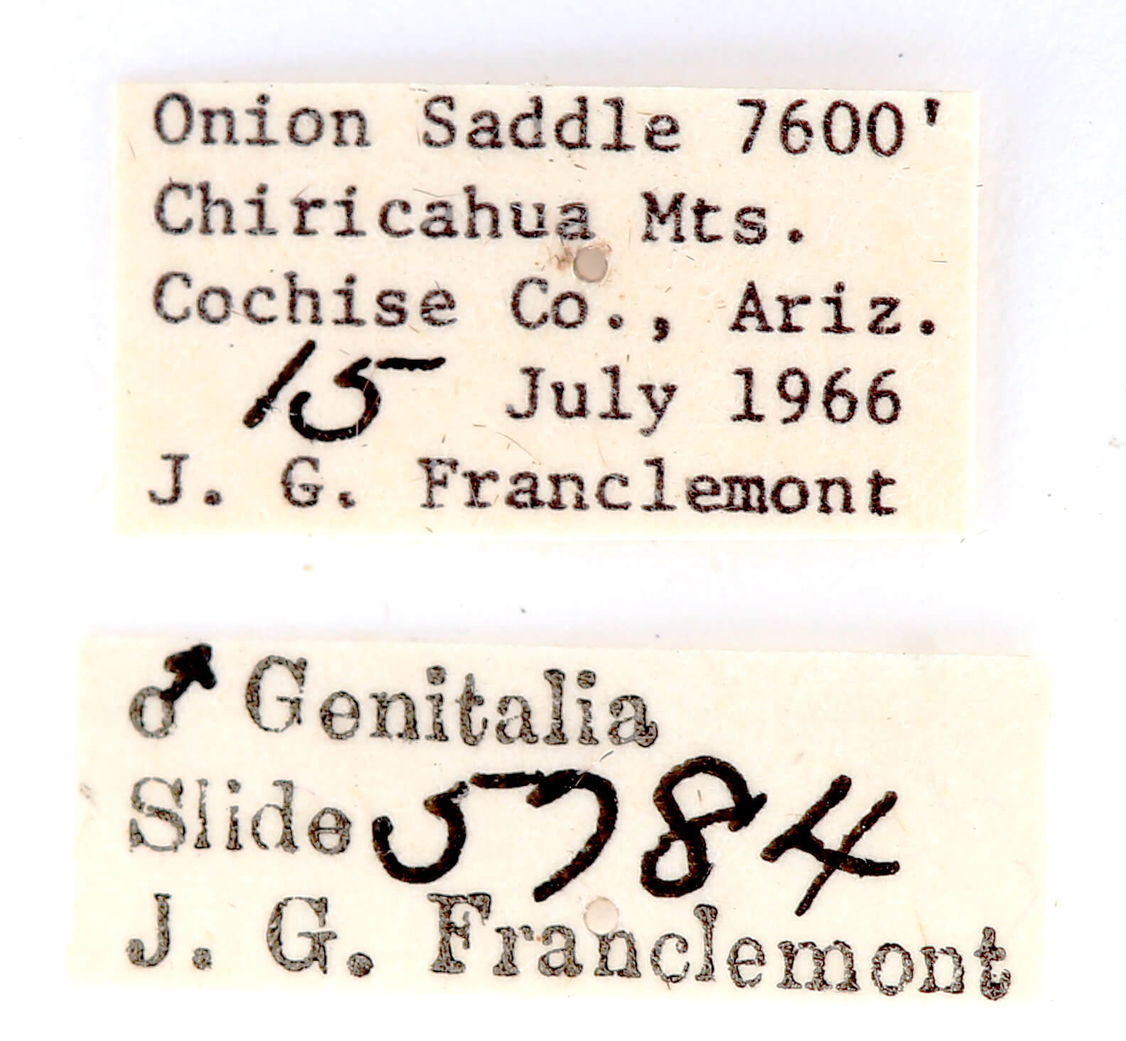 label view of adult Ianassa perangulata