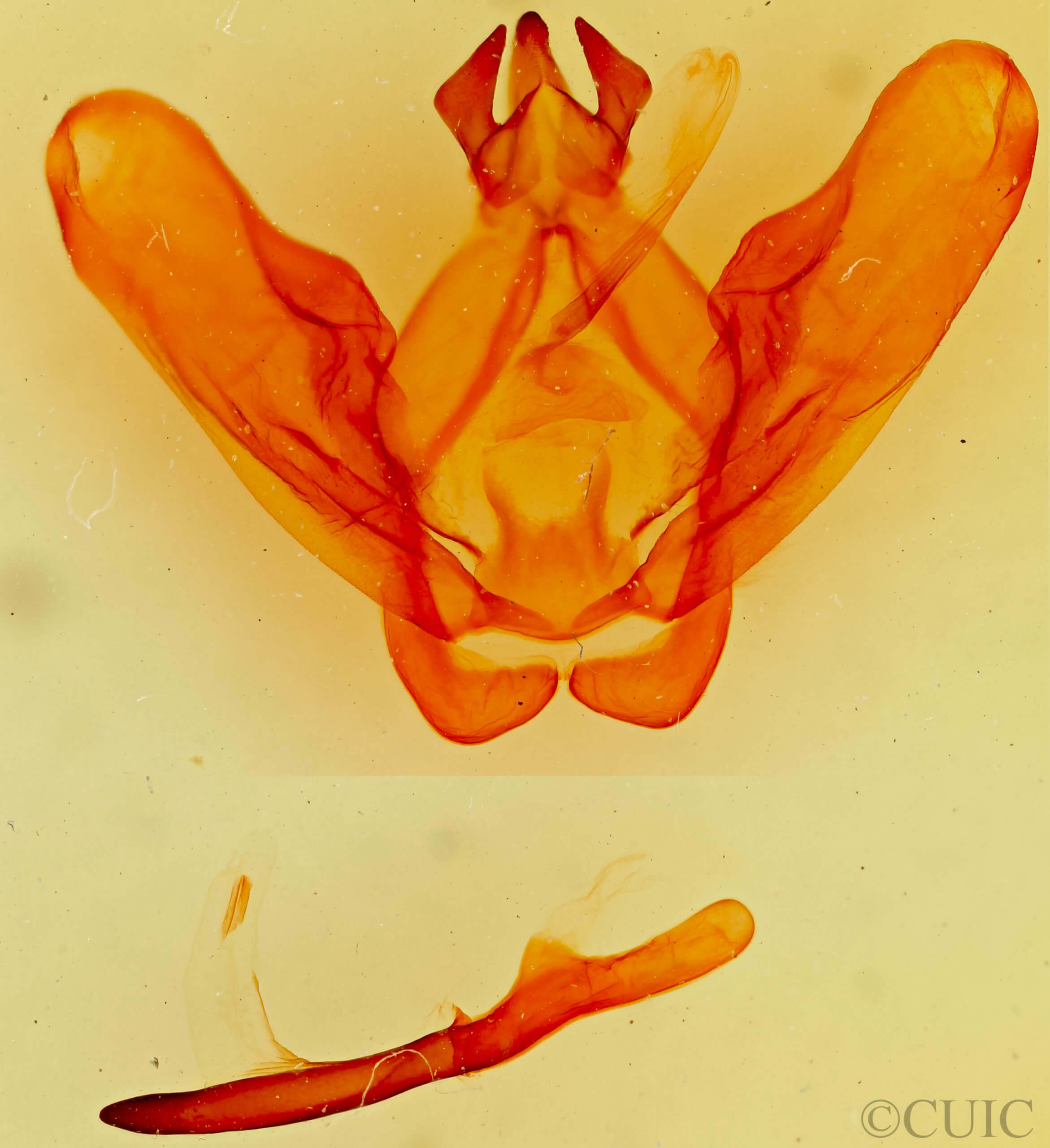 genitalia view of adult Ianassa perangulata