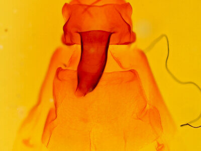 genitalia view of adult Ianassa cerriben 