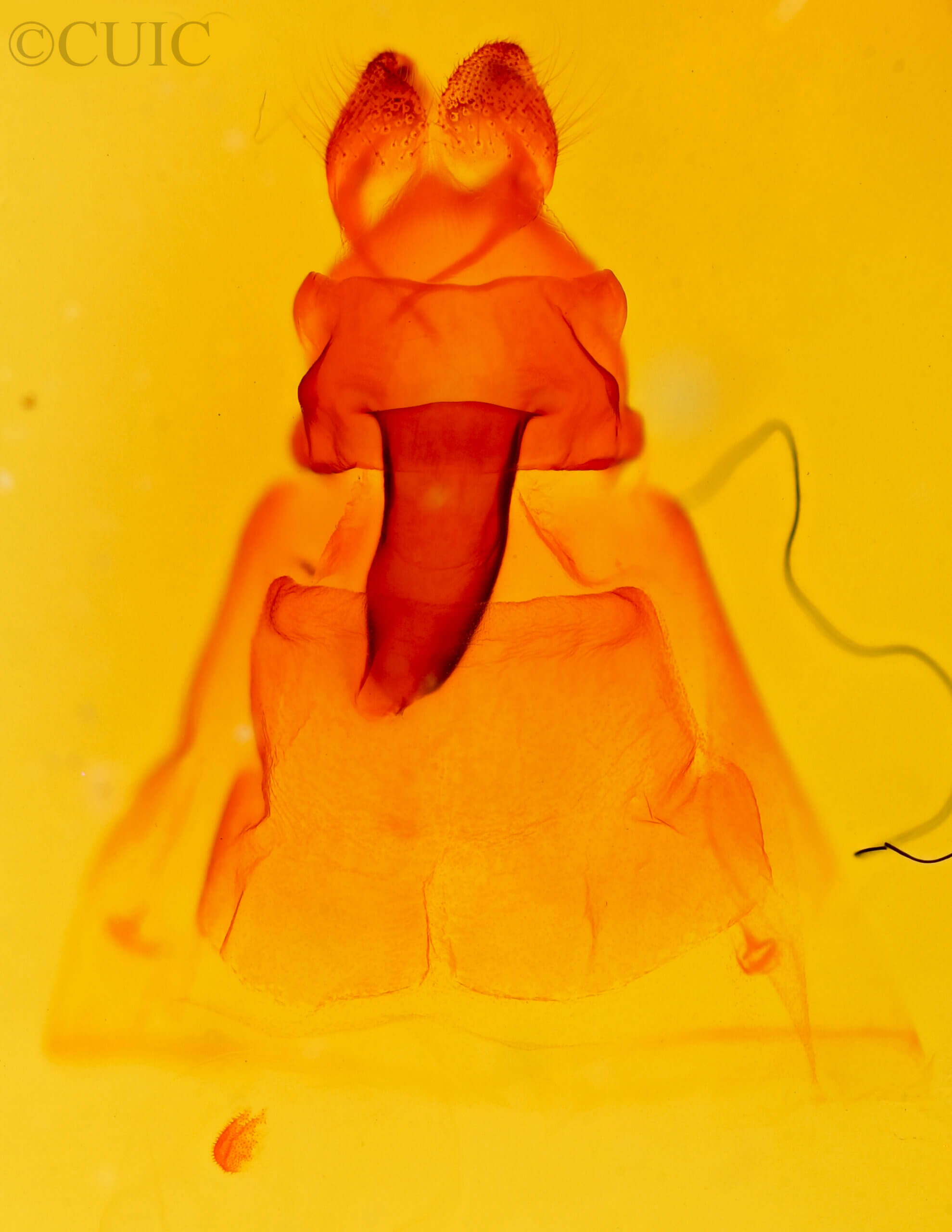 genitalia view of adult Ianassa cerriben 