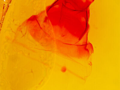 genitalia view of adult Ianassa perangulata