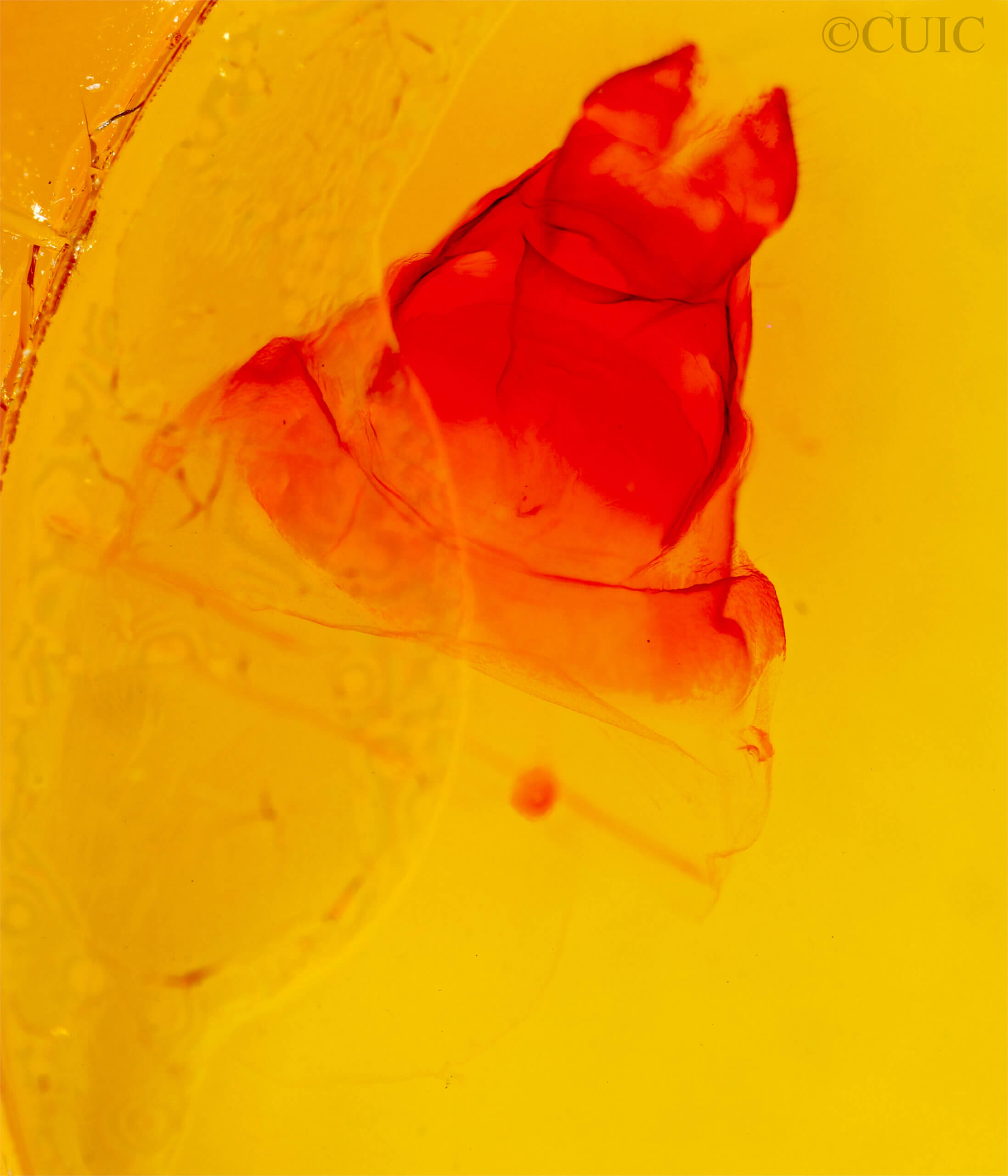 genitalia view of adult Ianassa perangulata