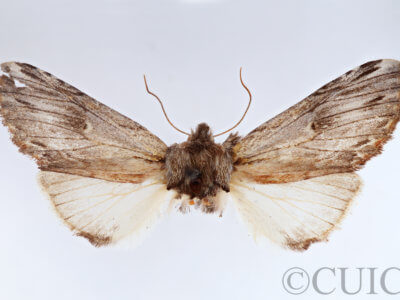 adult Ianassa perangulata