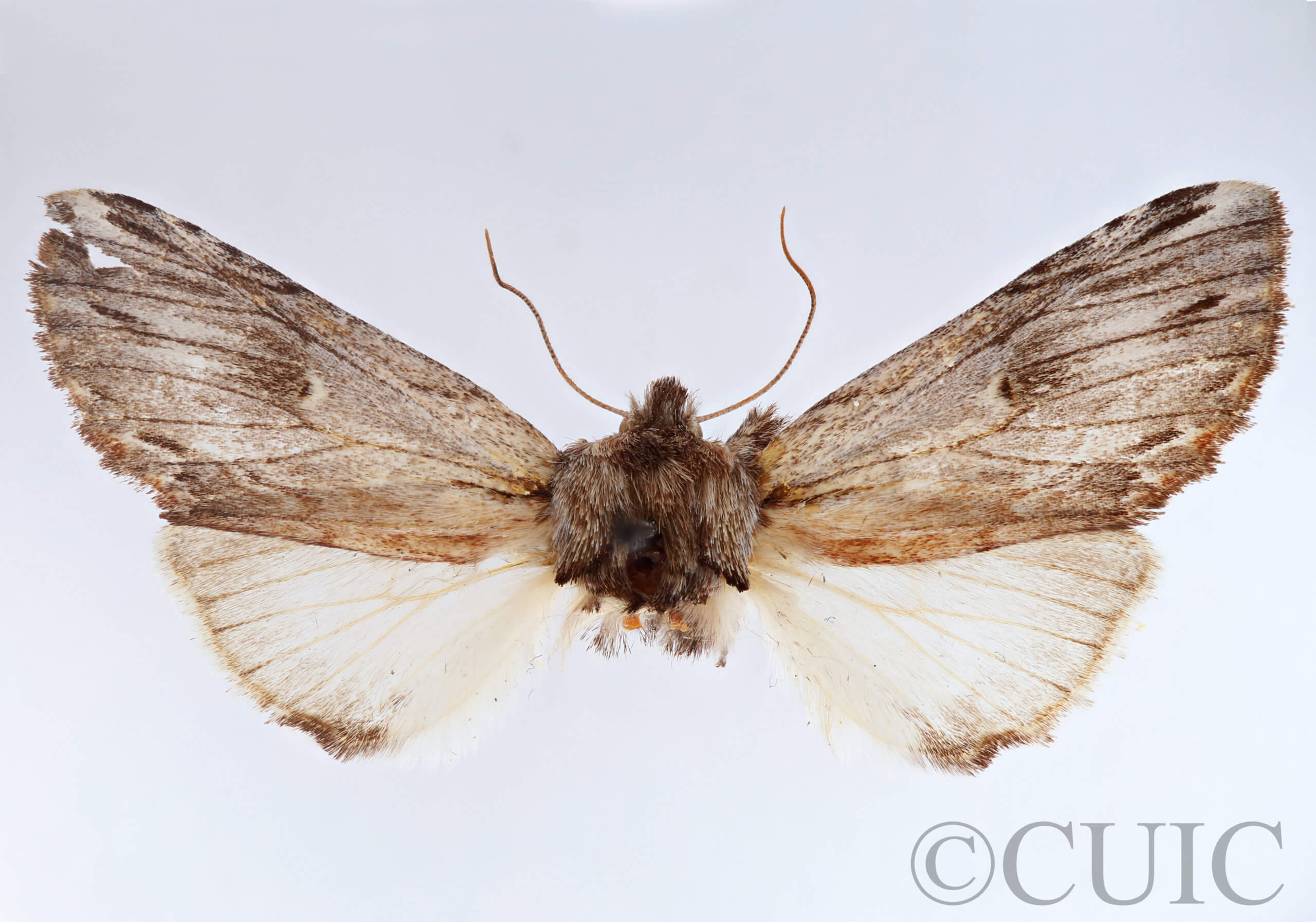 adult Ianassa perangulata