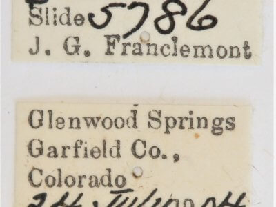 label view of adult Ianassa perangulata