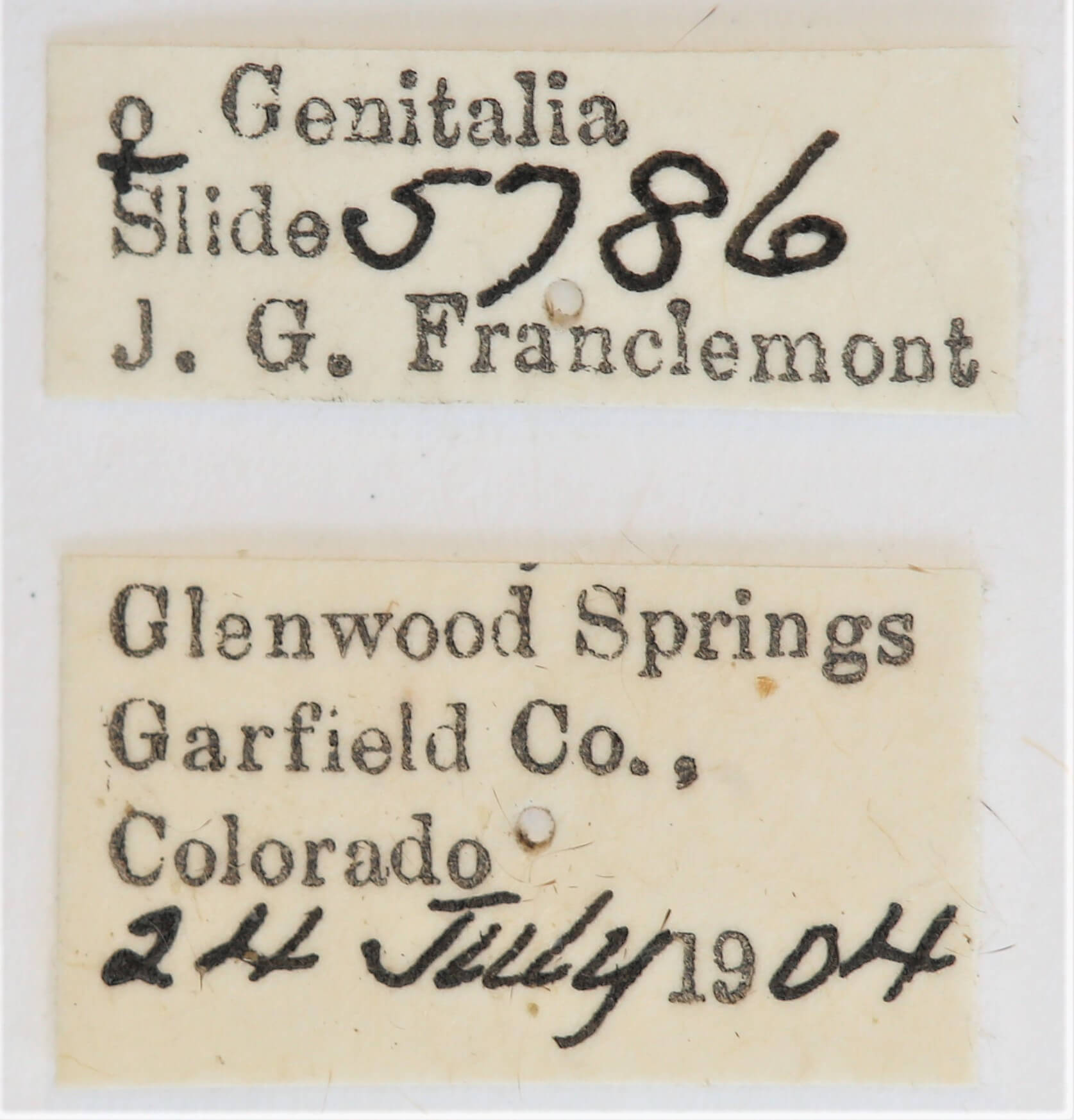 label view of adult Ianassa perangulata