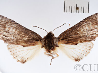 adult Ianassa paradisus