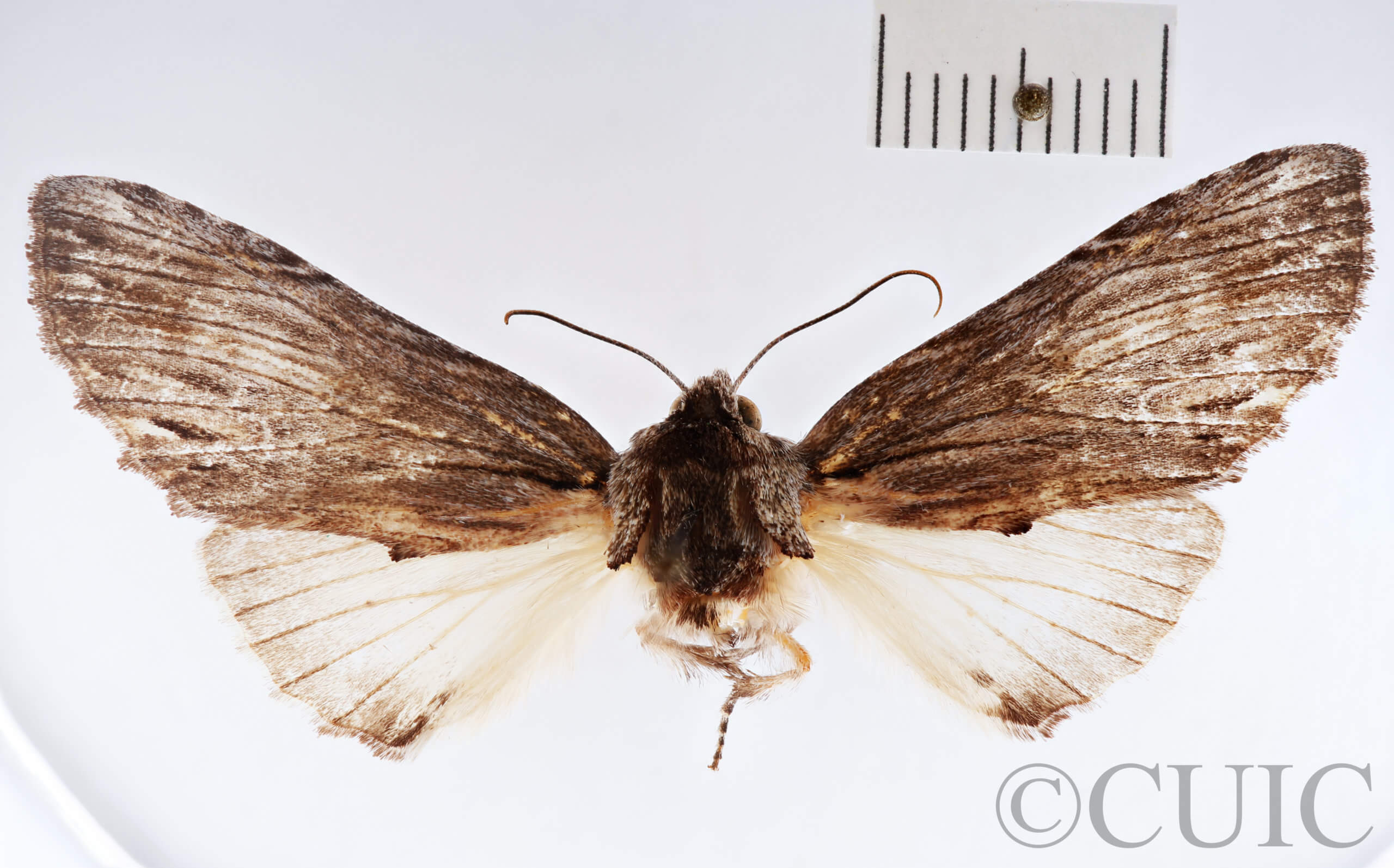 adult Ianassa paradisus