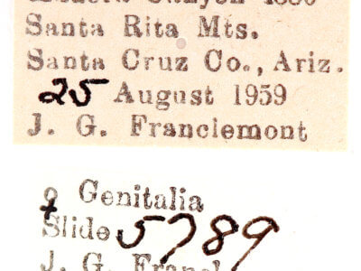 label view of adult Ianassa paradisus