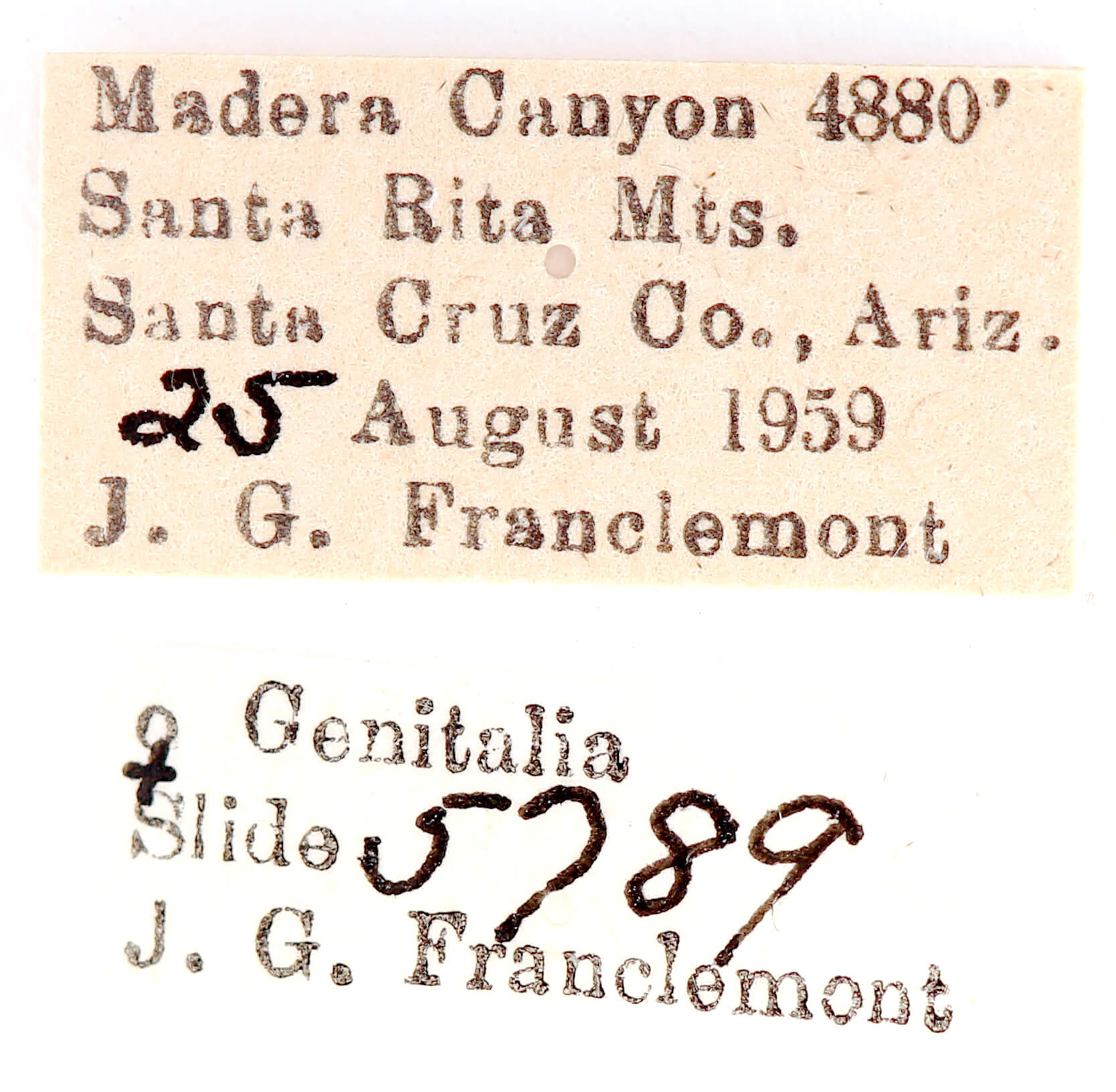 label view of adult Ianassa paradisus