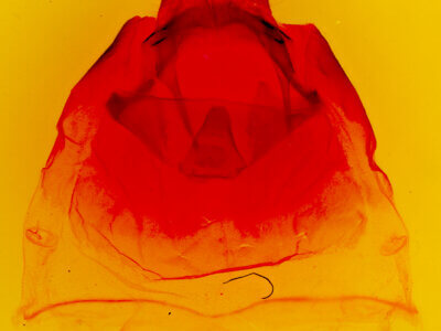 genitalia view of adult Oligocentria  n. sp. 1