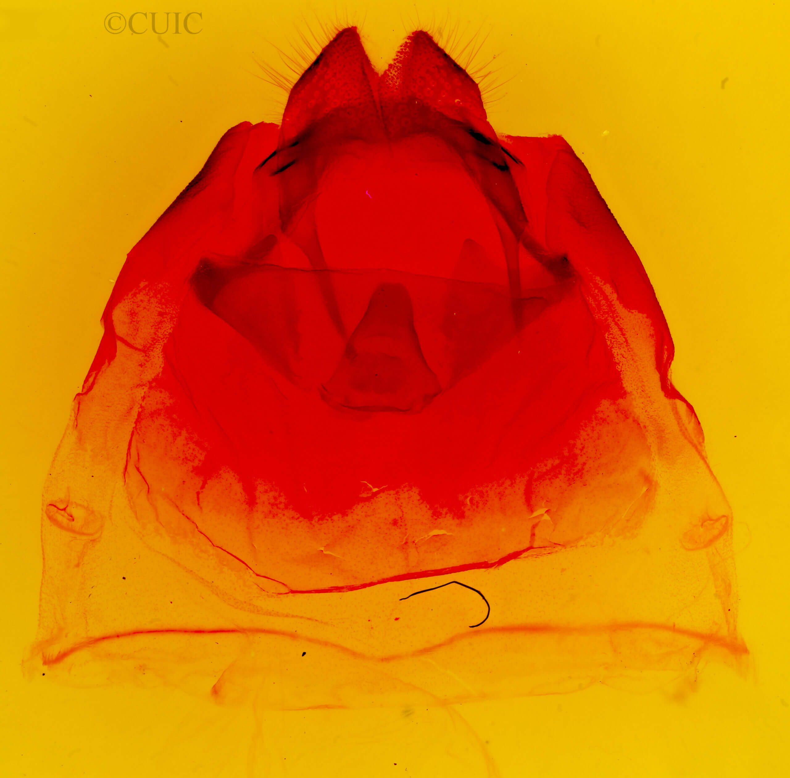 genitalia view of adult Oligocentria  n. sp. 1